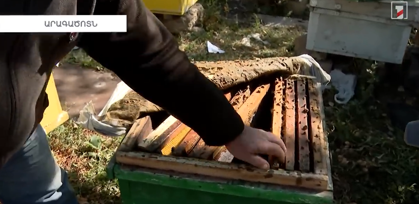 «Մեղու չկա փեթակի մեջ»  ՍԱՏՄ ն ուսումնասիրում է Սյունիքում և Արագածոտնում մեղուների անկման պատճառը